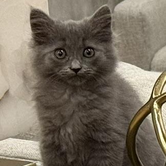 Enlarge Dumplin', an adopted Domestic Long Hair in Fort Worth, TX image 1/5