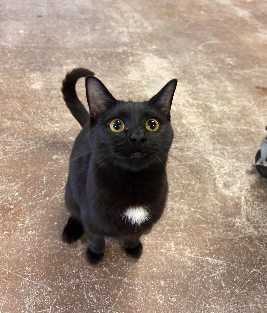 Coconut, Adoptable, Young Female Domestic Short Hair.