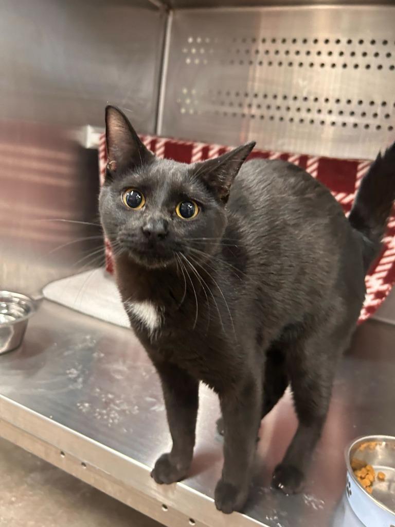 Enlarge Coconut, a Adoptable mixed breed in Minot, ND image 1/1