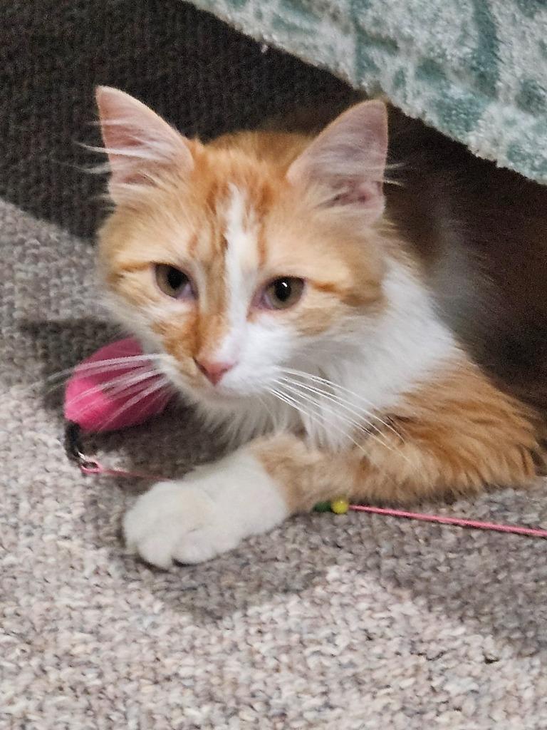 Enlarge Holden, a Adoptable mixed breed in Manchester, TN image 1/3