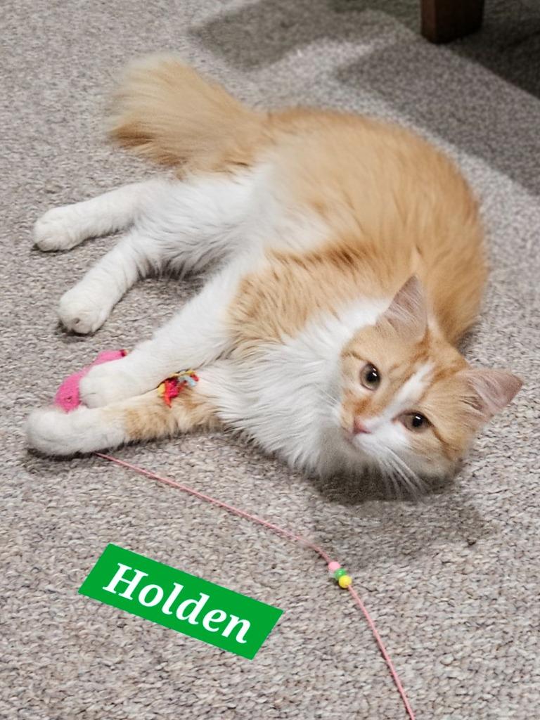 Enlarge Holden, a Adoptable mixed breed in Manchester, TN image 2/3