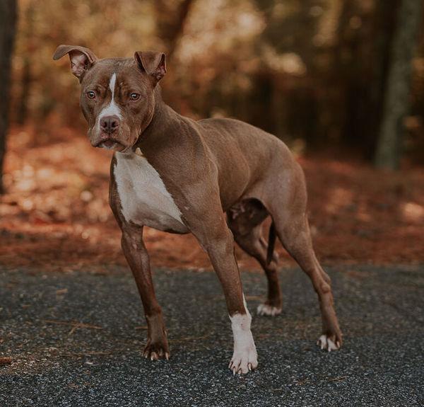 Enlarge 25-12-3742 Hazel, a Adoptable mixed breed in Dallas, GA image 1/3