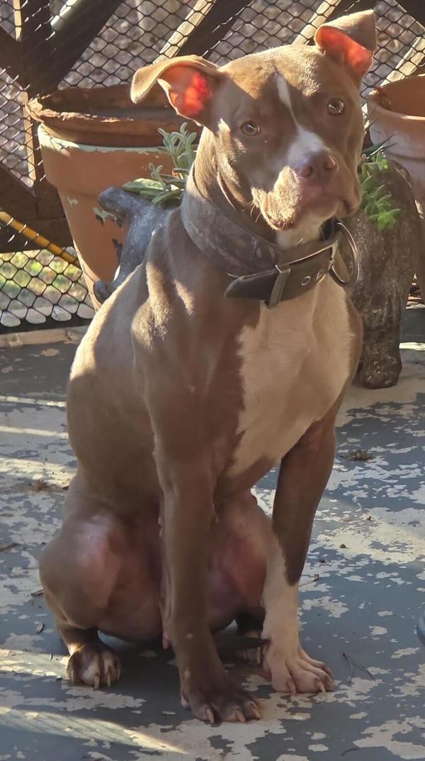 25-12-3742 Hazel, Adoptable, Adult Female Pit Bull Terrier.