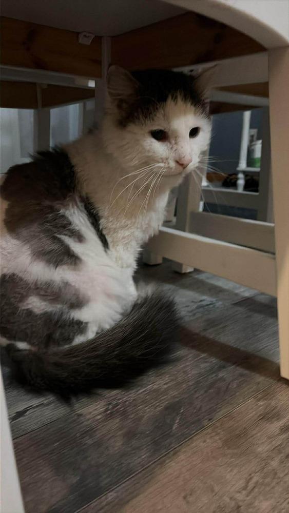 Kermit (Cat), Adoptable, Adult Male Domestic Medium Hair.
