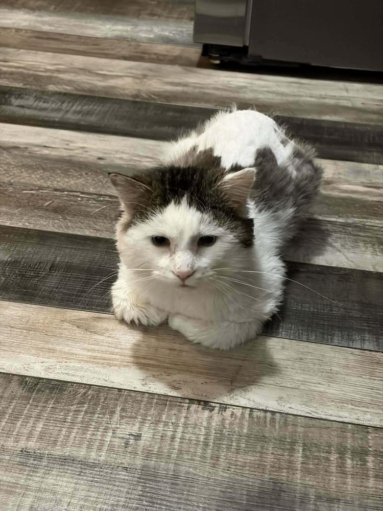 Enlarge Kermit (Cat), a Adoptable mixed breed in Plymouth, MN image 2/6
