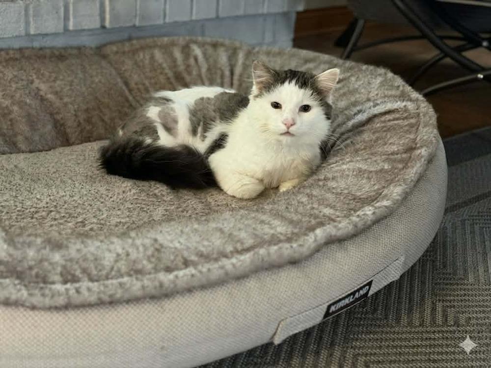 Enlarge Kermit (Cat), a Adoptable mixed breed in Plymouth, MN image 3/6