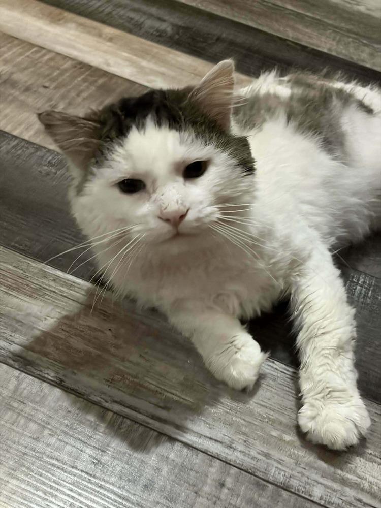 Enlarge Kermit (Cat), a Adoptable mixed breed in Plymouth, MN image 4/6