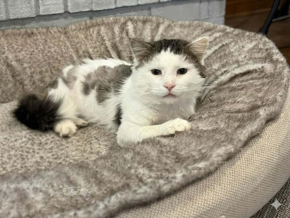 Enlarge Kermit (Cat), a Adoptable mixed breed in Plymouth, MN image 6/6