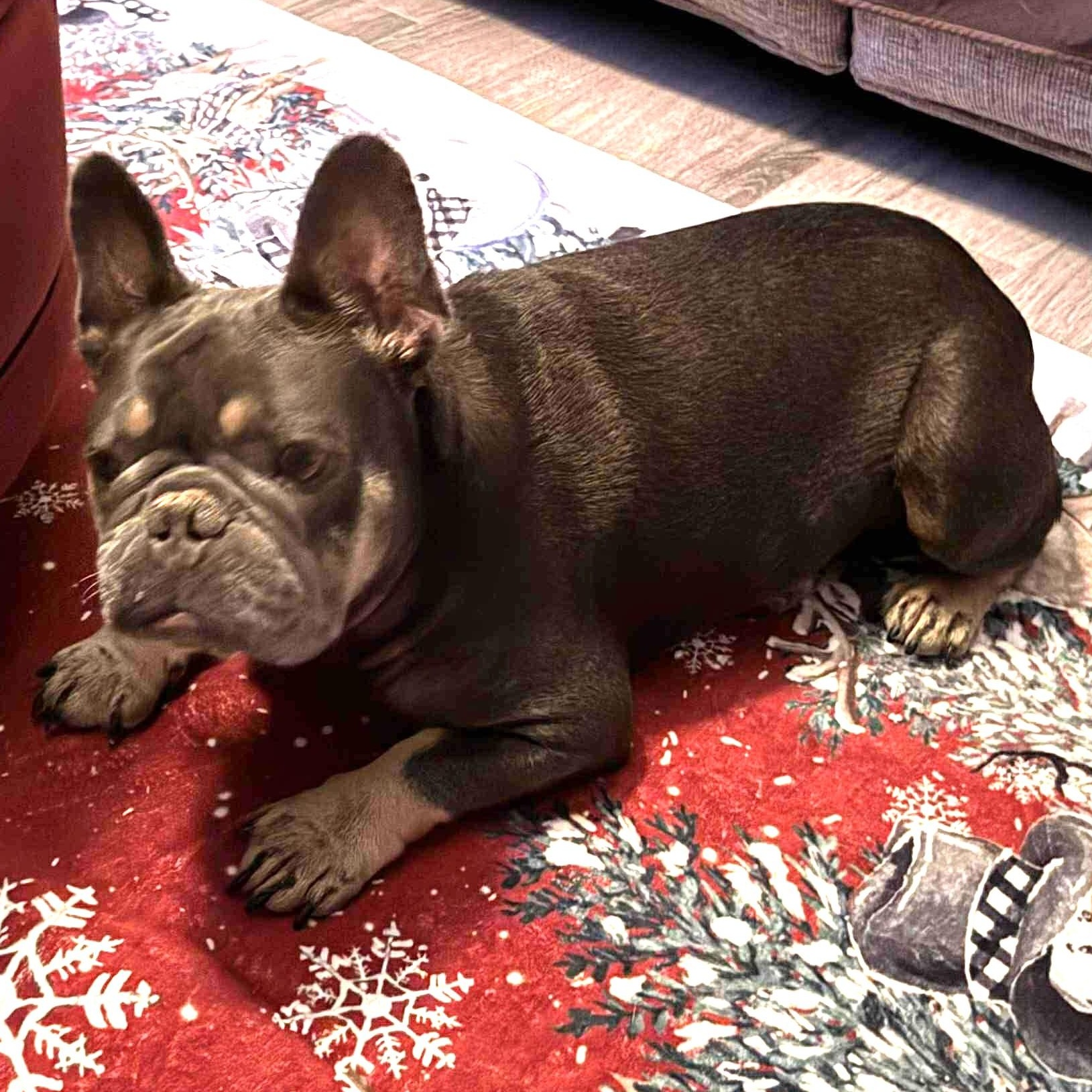 Enlarge BENJI , an adoption pending French Bulldog in Marana, AZ image 2/4
