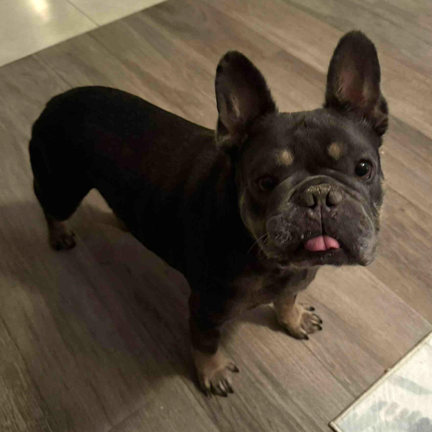 BENJI , ADOPTABLE, Adult Male French Bulldog.