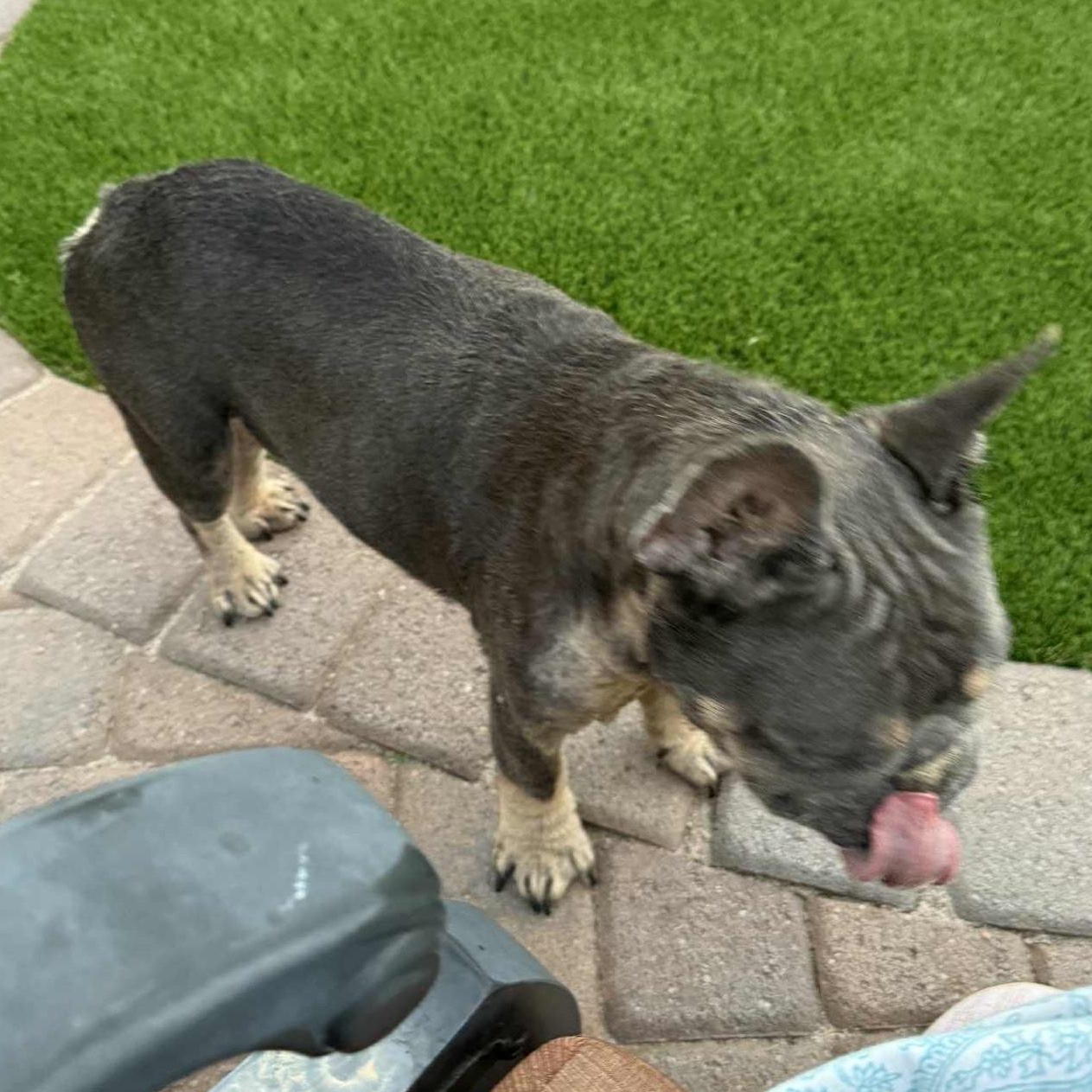 Enlarge BENJI , an adoption pending French Bulldog in Marana, AZ image 3/4