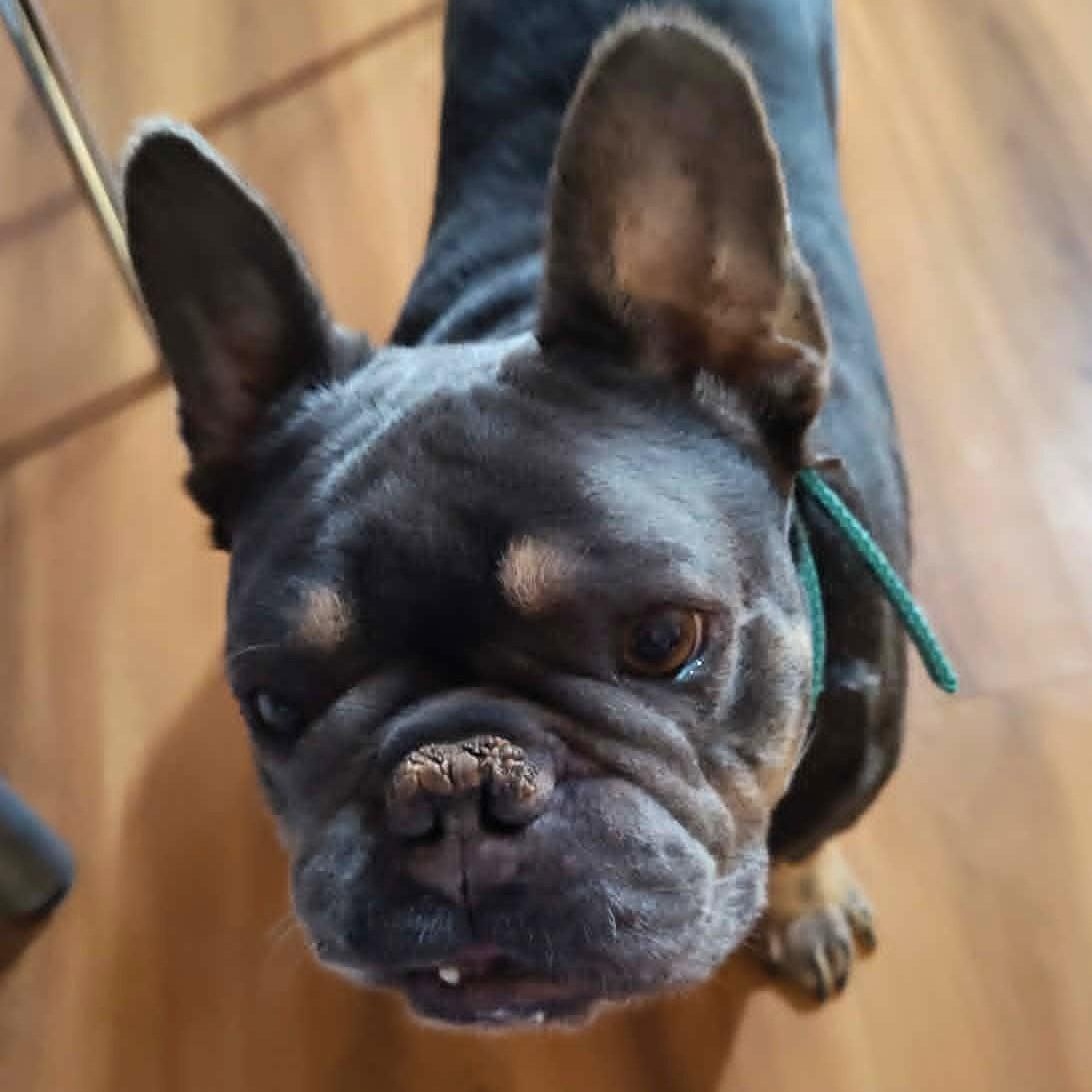 Enlarge BENJI , an adoptable French Bulldog in Marana, AZ image 3/3