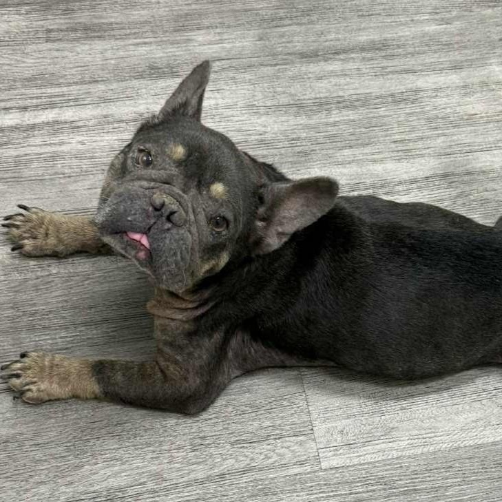 Enlarge BENJI , an adoption pending French Bulldog in Marana, AZ image 4/4