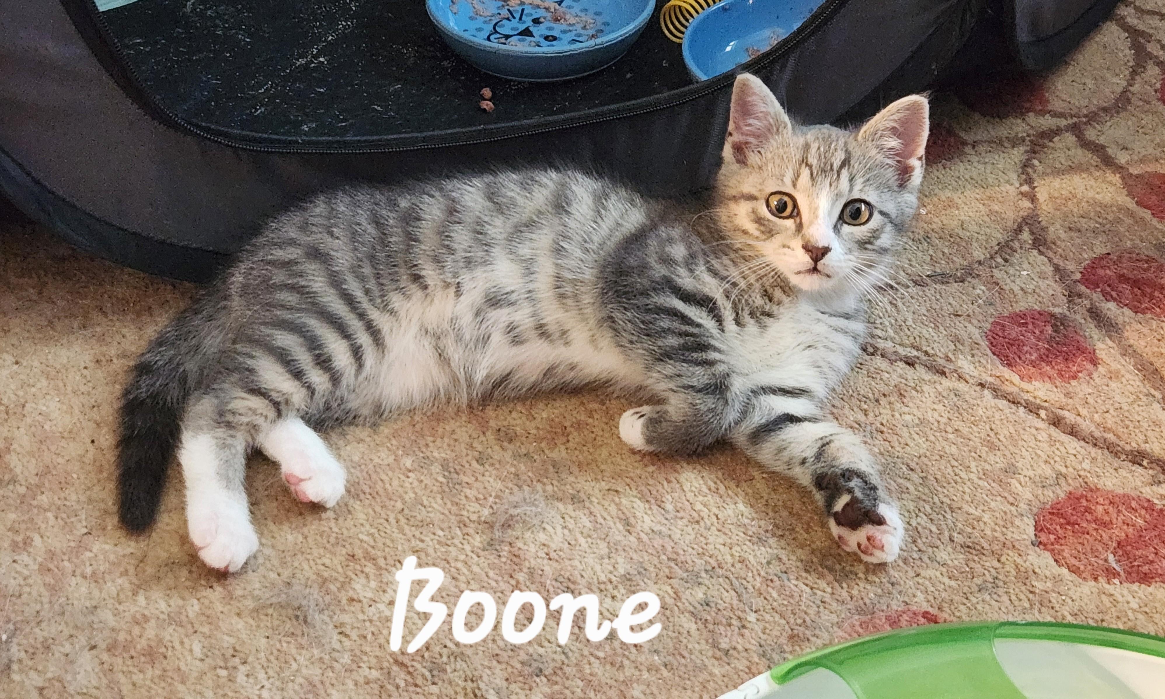 Boone, a ADOPTABLE mixed breed in Radford, VA image 2/5