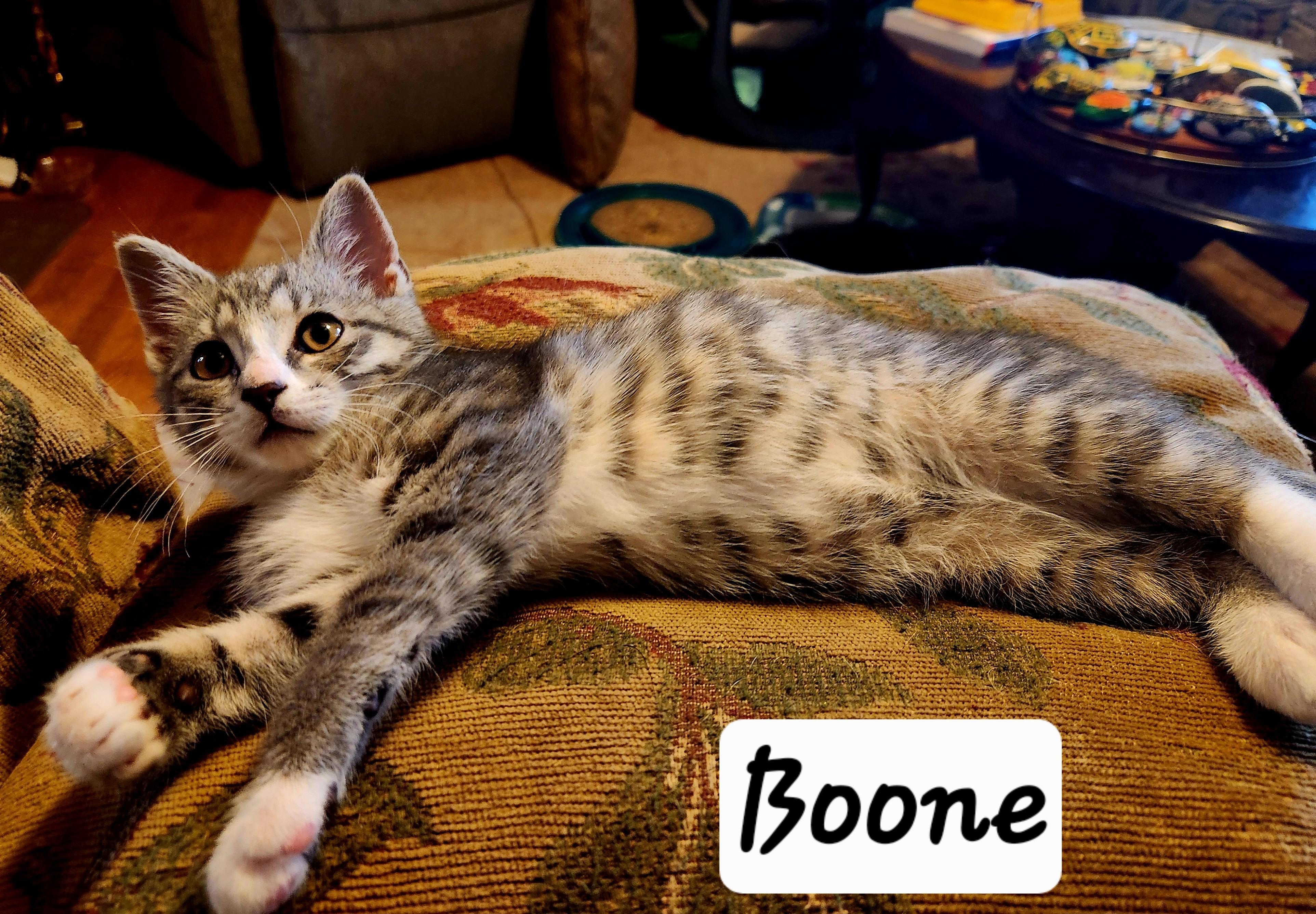 Boone, a ADOPTABLE mixed breed in Radford, VA image 4/5