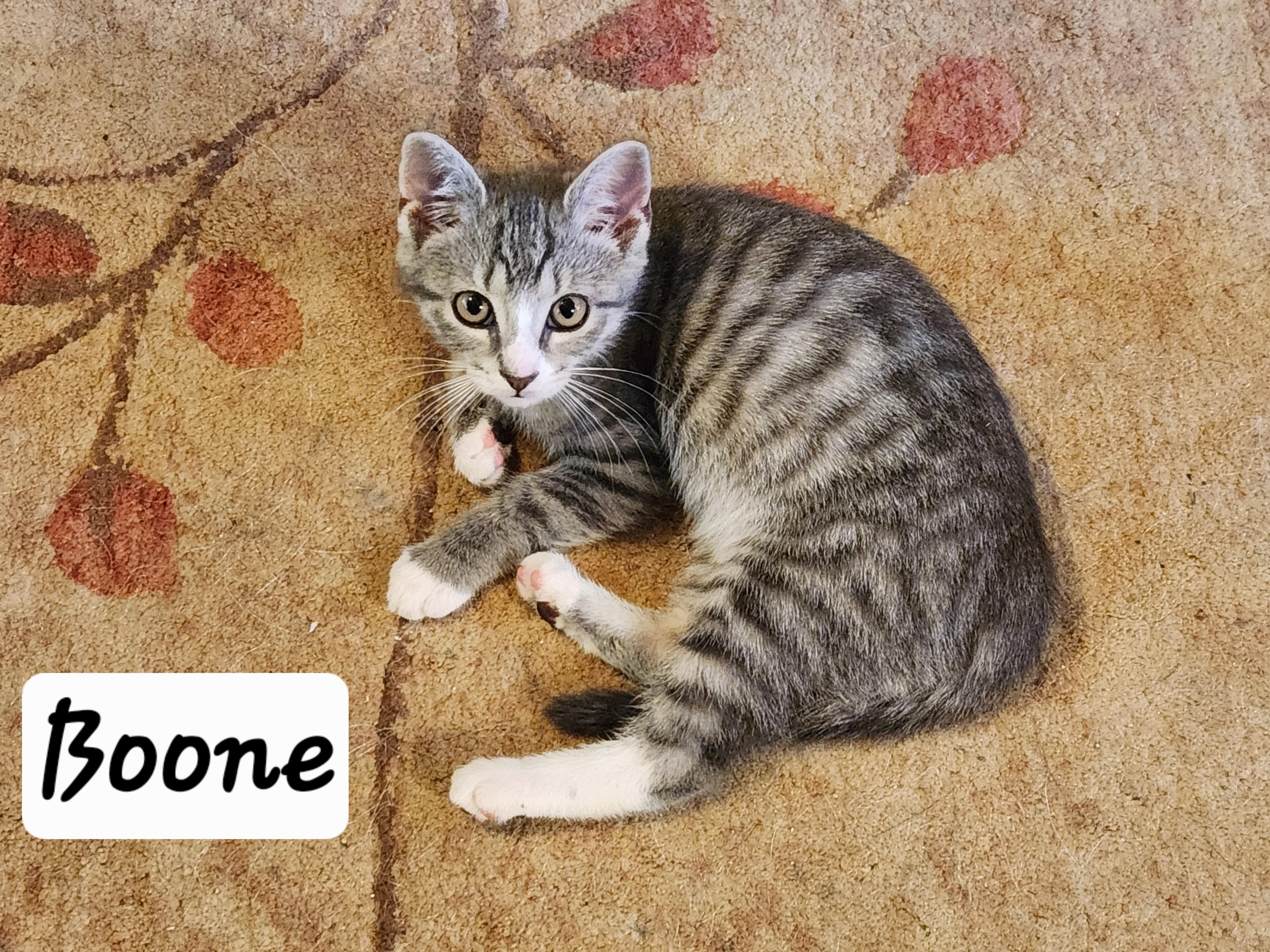 Boone, a ADOPTABLE mixed breed in Radford, VA image 5/5