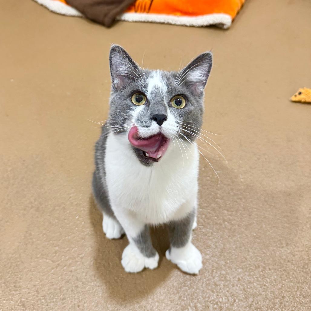 O'Malley, Adoptable, Young Male Domestic Short Hair.