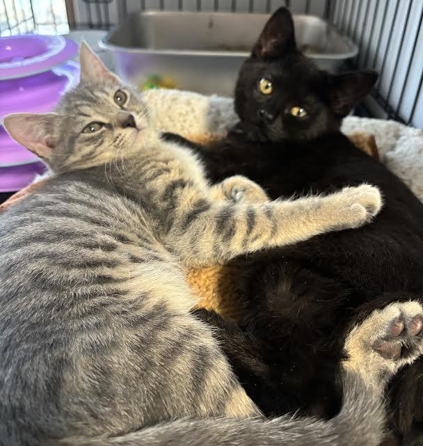 Snickers and Milkyway , a ADOPTABLE Domestic Short Hair in Marblehead, MA image 1/2