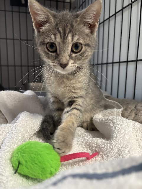 Snickers and Milkyway , a ADOPTABLE Domestic Short Hair in Marblehead, MA image 2/2