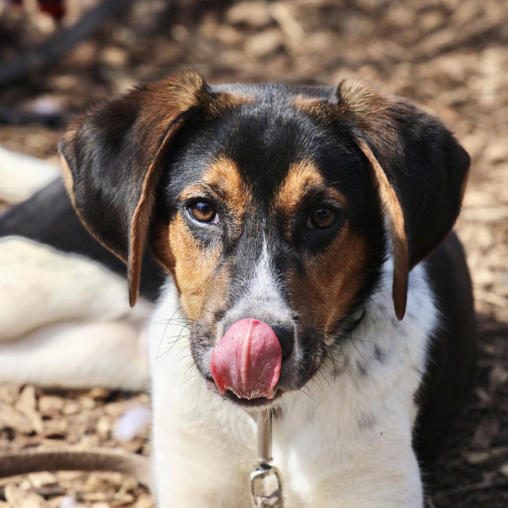 Enlarge Boo Bear, a Adoptable mixed breed in Briarcliff Manor, NY image 1/3