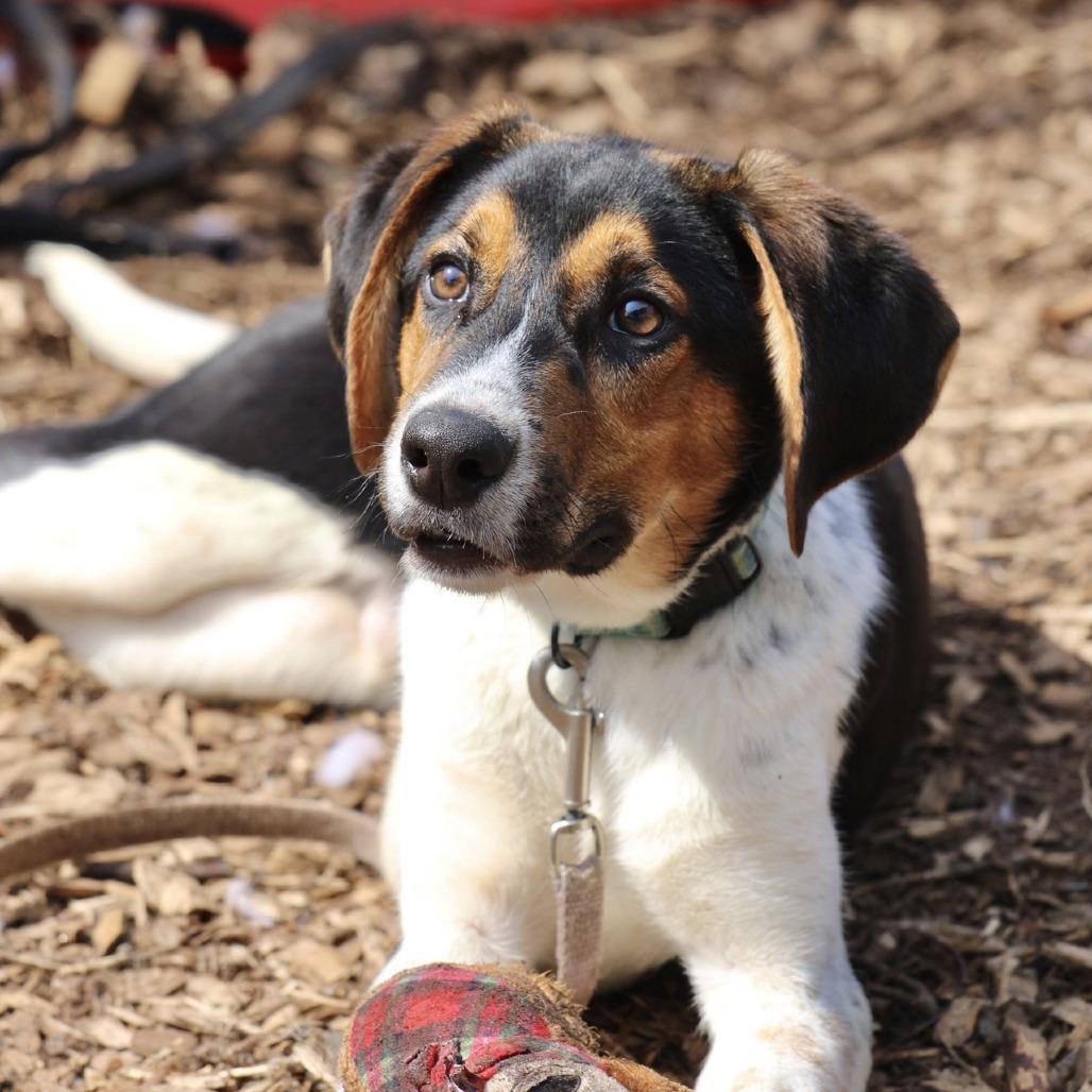 Enlarge Boo Bear, a Adoptable mixed breed in Briarcliff Manor, NY image 2/3