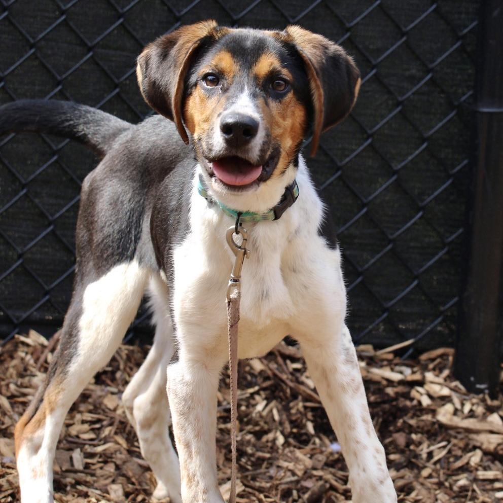 Enlarge Boo Bear, a Adoptable mixed breed in Briarcliff Manor, NY image 3/3