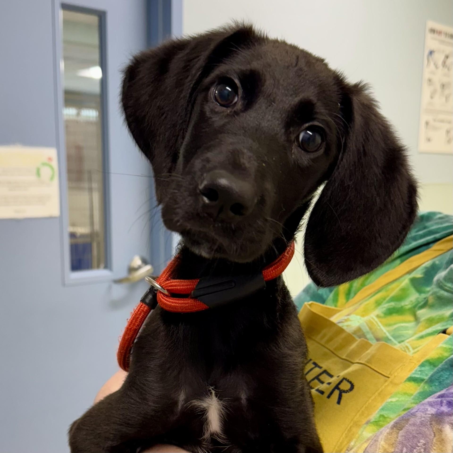 Enlarge Sampson, a Adoptable mixed breed in Briarcliff Manor, NY image 5/6