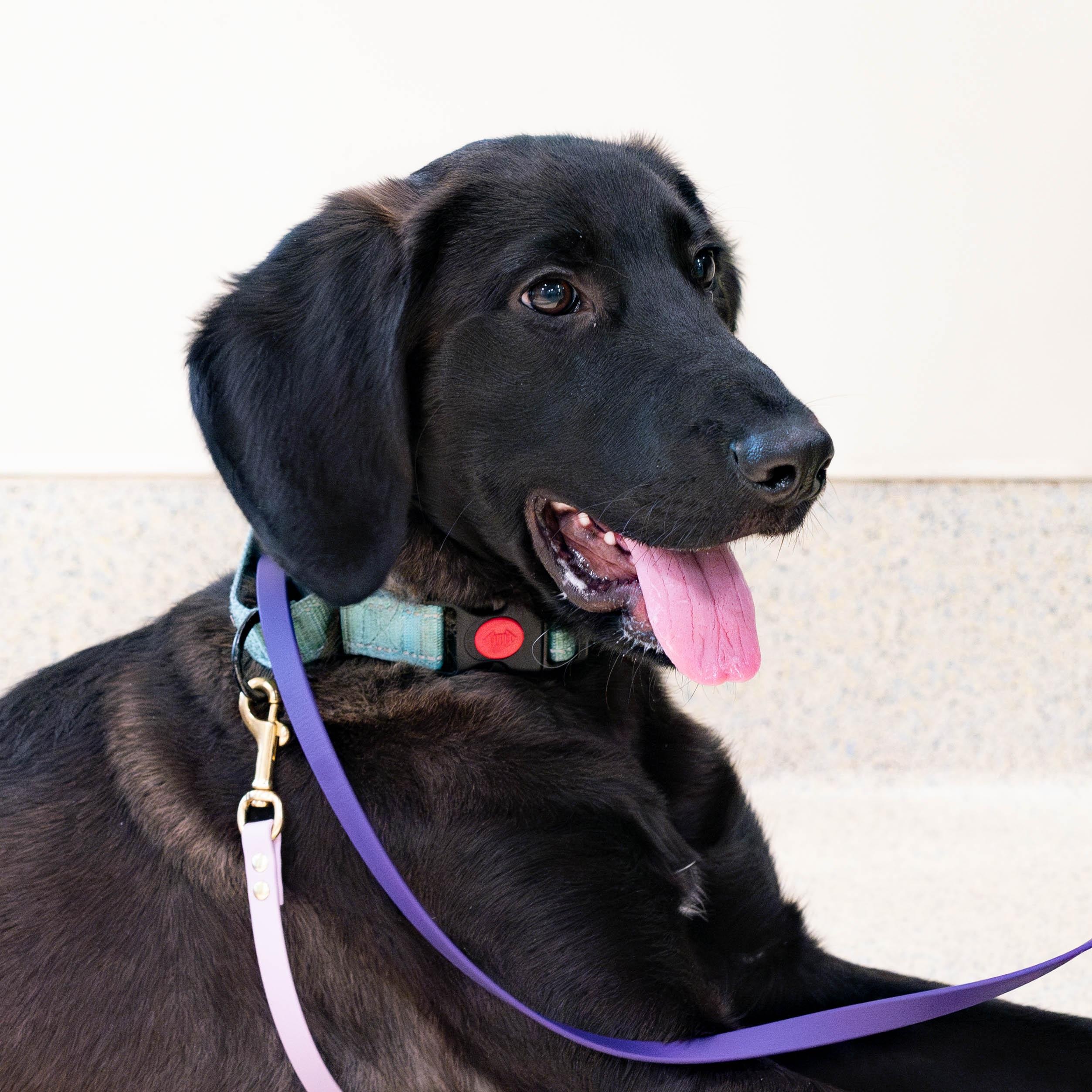 Enlarge Sampson, a Adoptable mixed breed in Briarcliff Manor, NY image 6/6