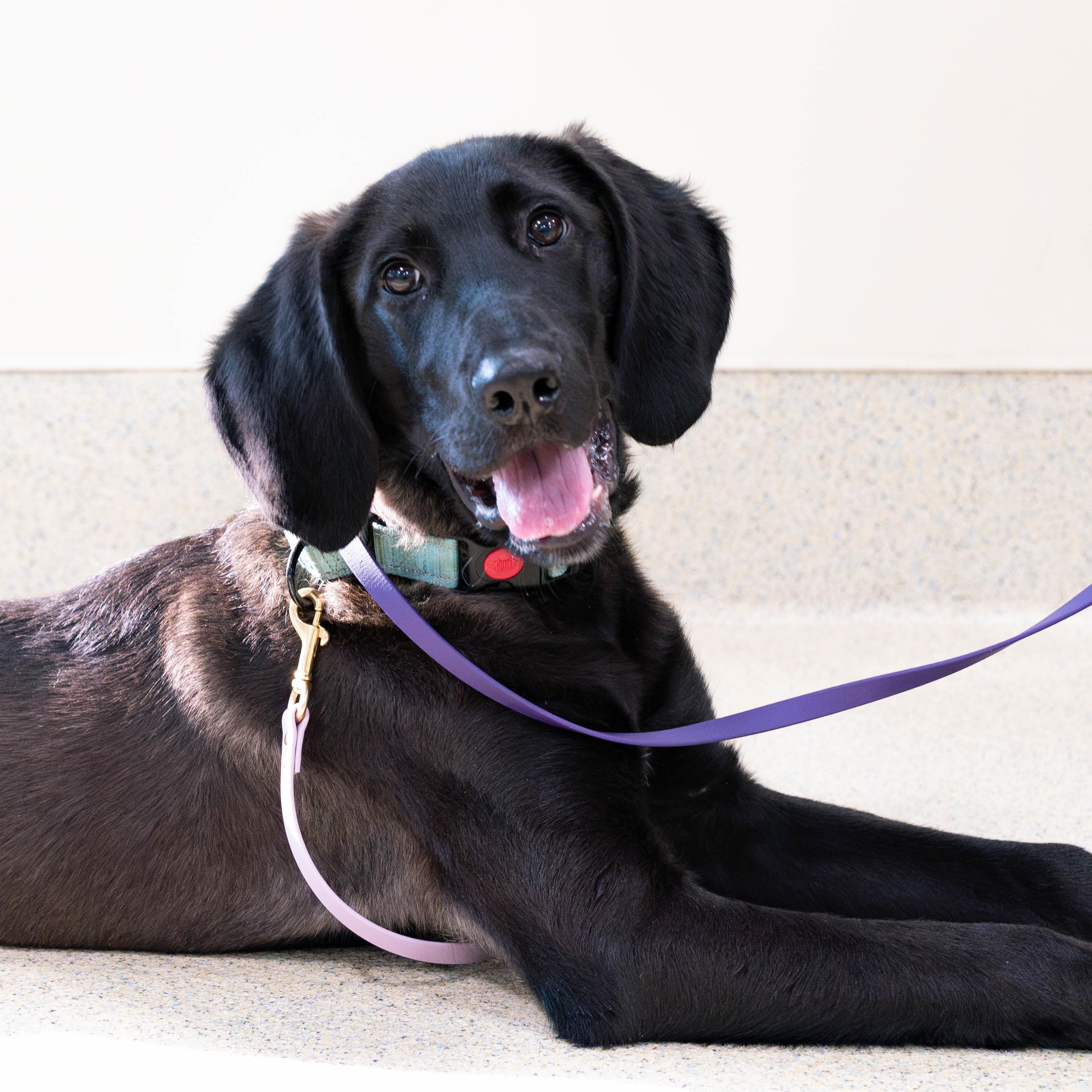 Enlarge Sampson, a Adoptable mixed breed in Briarcliff Manor, NY image 3/6