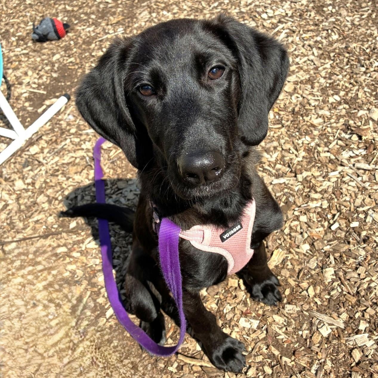 Enlarge Sampson, a Adoptable mixed breed in Briarcliff Manor, NY image 4/6