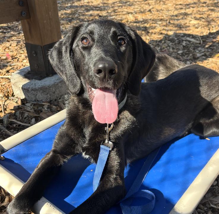 Enlarge Sampson, a Adoptable mixed breed in Briarcliff Manor, NY image 1/6