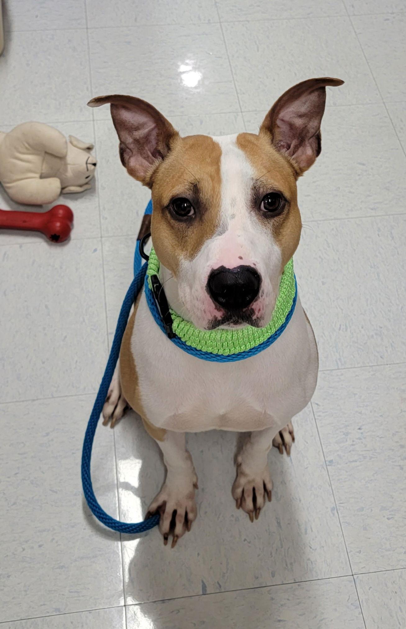 Kobe, a Adoptable mixed breed in Hollywood, MD image 1/2