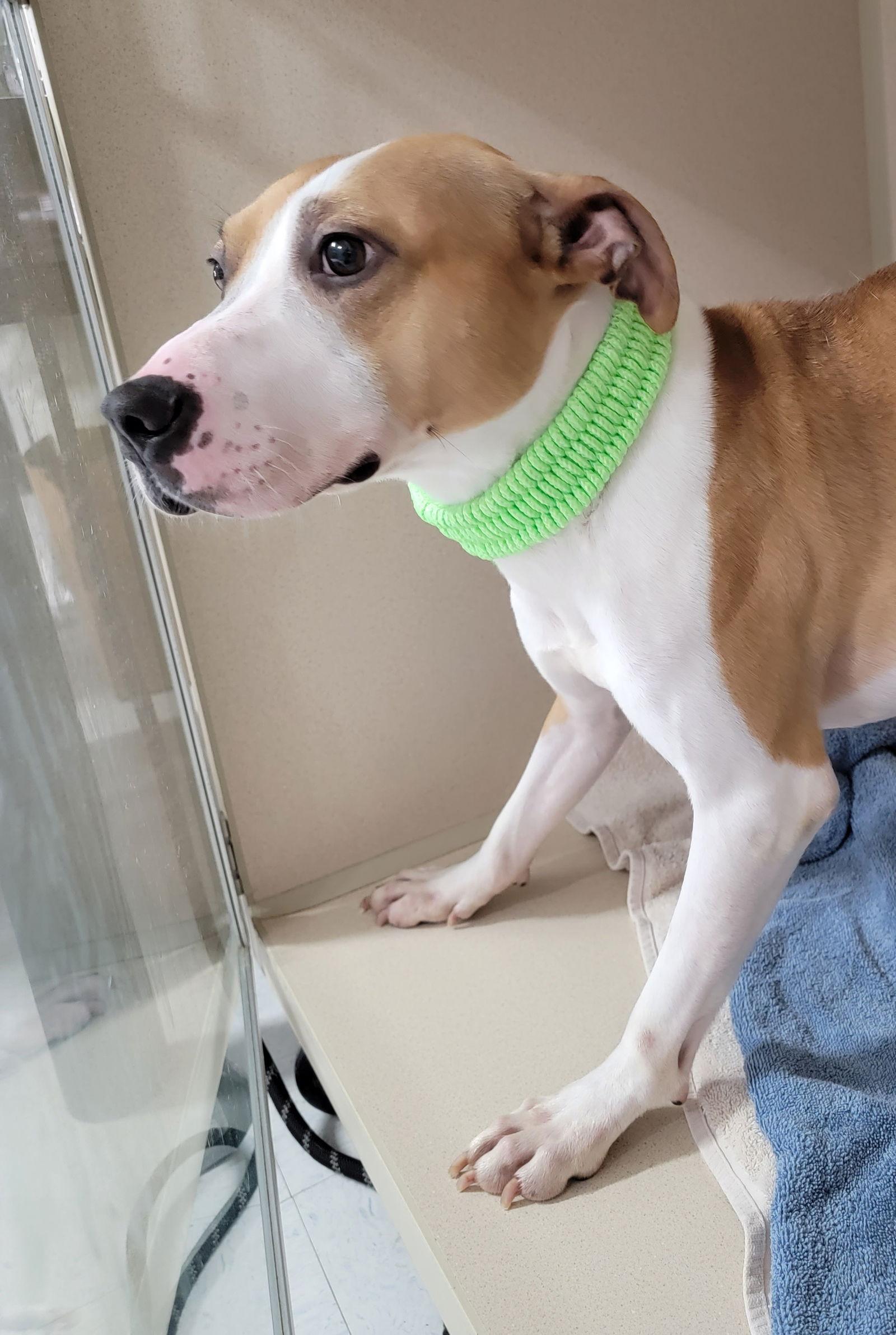 Kobe, a Adoptable mixed breed in Hollywood, MD image 2/2