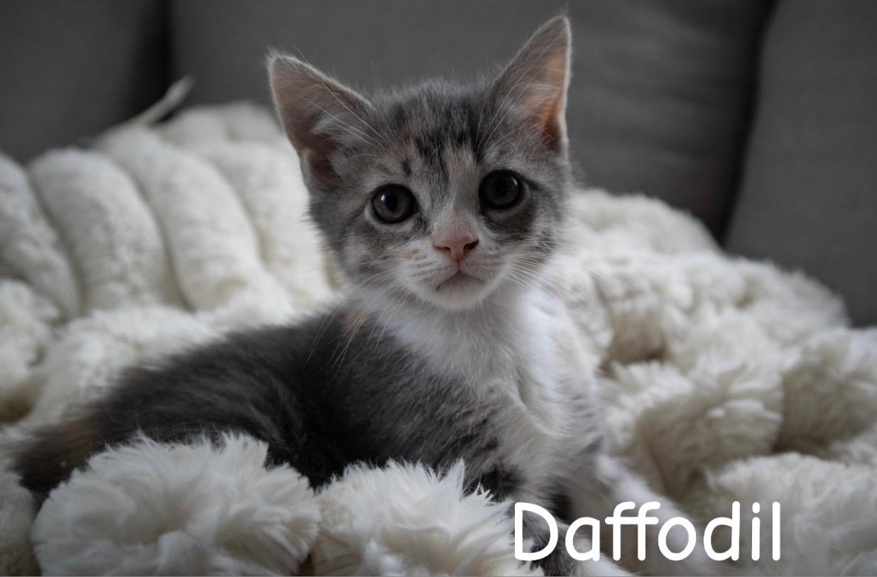 Enlarge Daffodil, a ADOPTABLE American Shorthair in Springfield, MA image 1/1