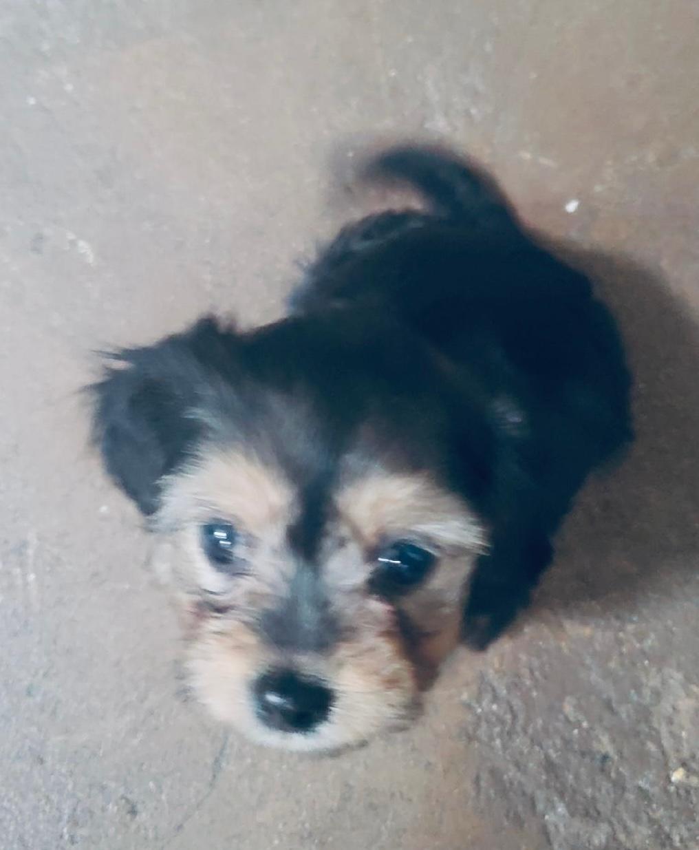 Dog for adoption Tiffany Harbor Pup, a Yorkshire Terrier