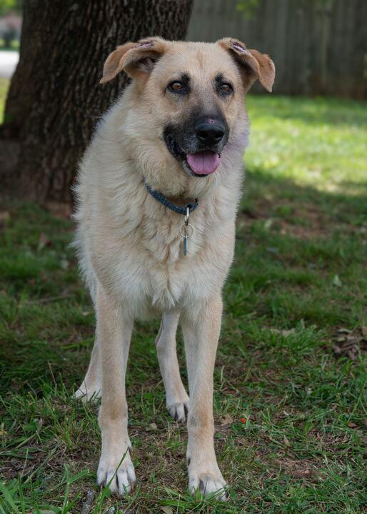 Enlarge Mojo, a Adoptable mixed breed in Bristol, TN image 2/4