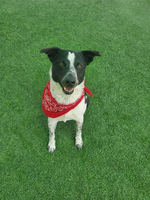 Enlarge COTTONTAIL, a Adoptable mixed breed in Castaic, CA image 1/1