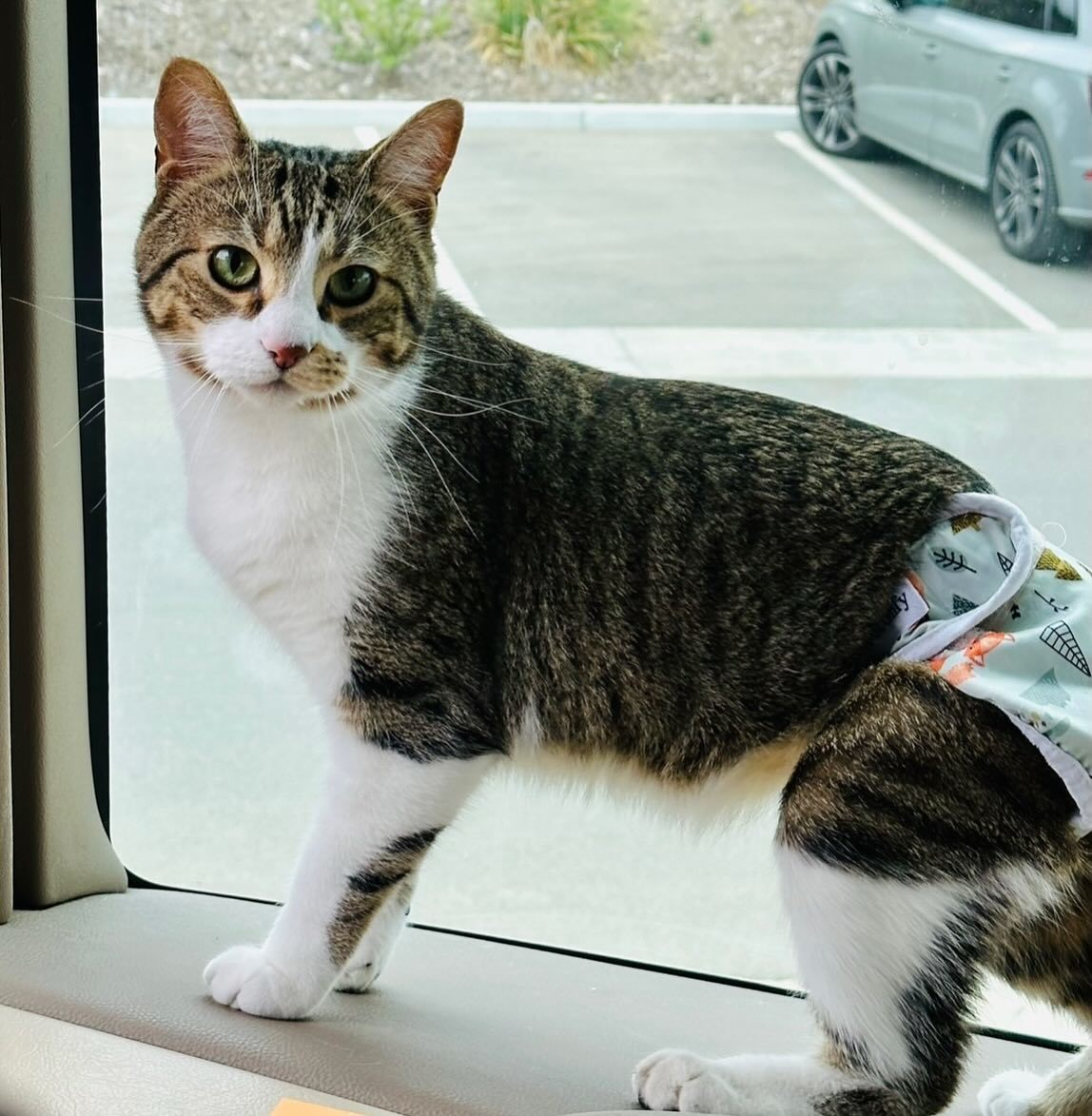 Tony, a Adoptable mixed breed in Nipomo, CA image 1/11