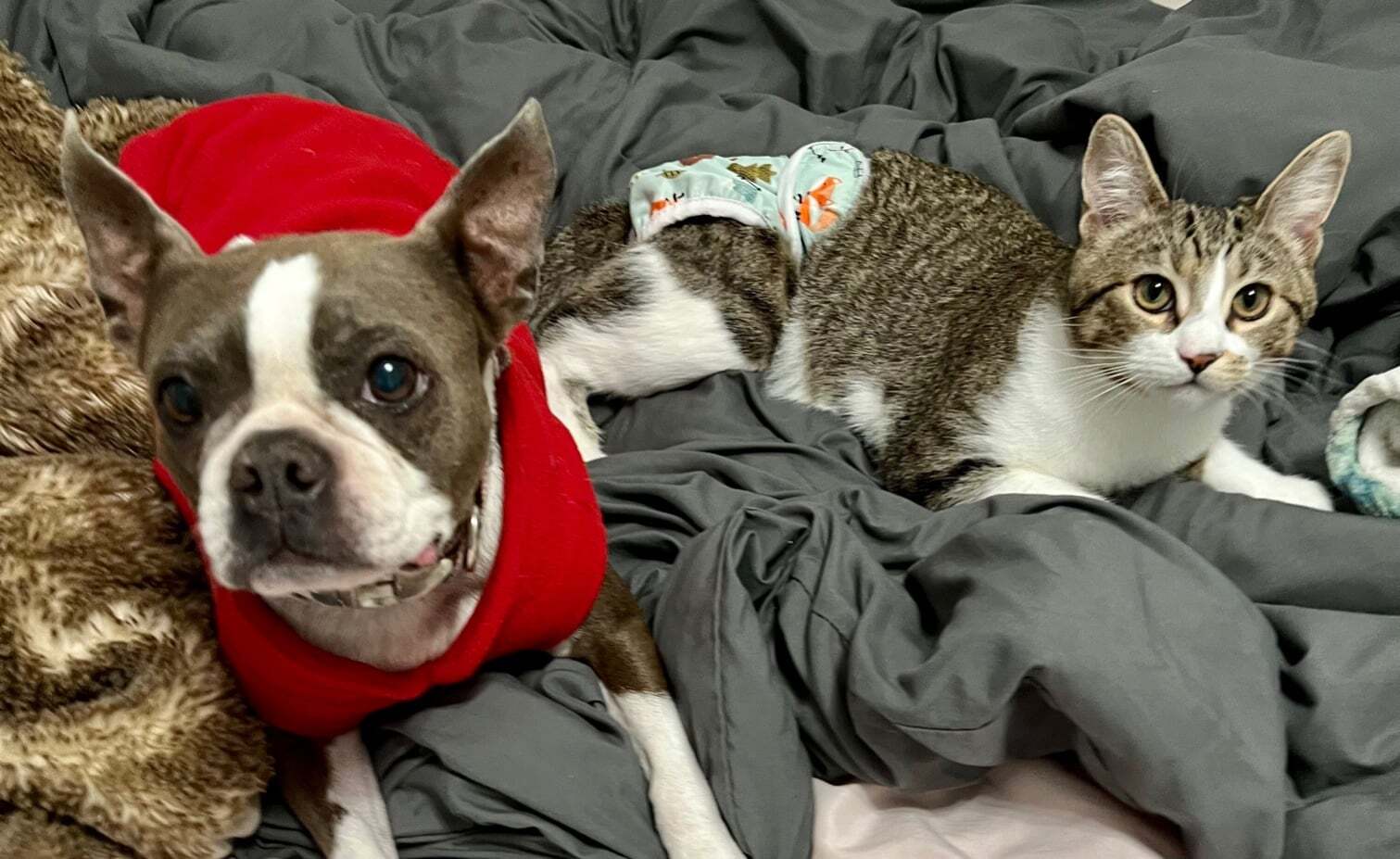 Tony, a Adoptable mixed breed in Nipomo, CA image 2/11