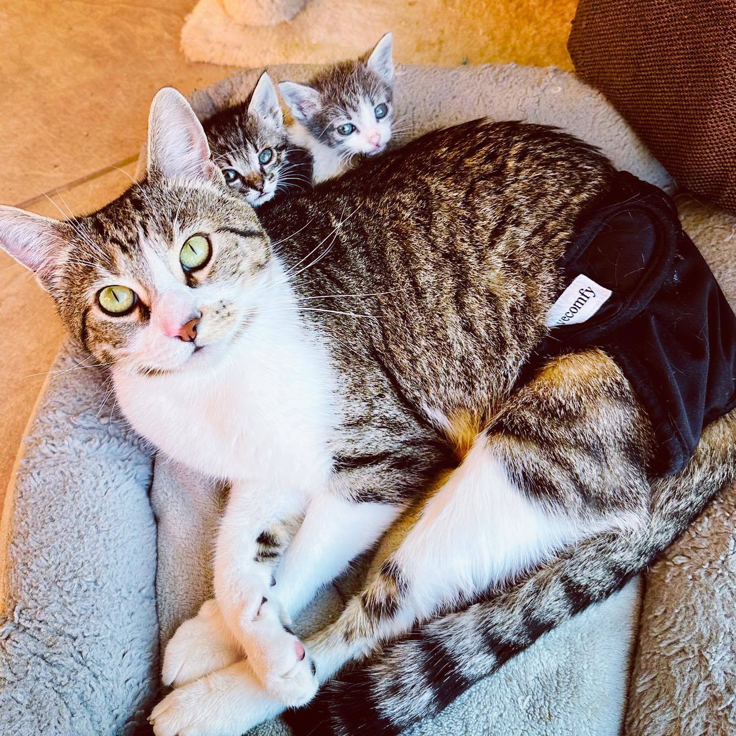 Tony, a Adoptable mixed breed in Nipomo, CA image 4/11