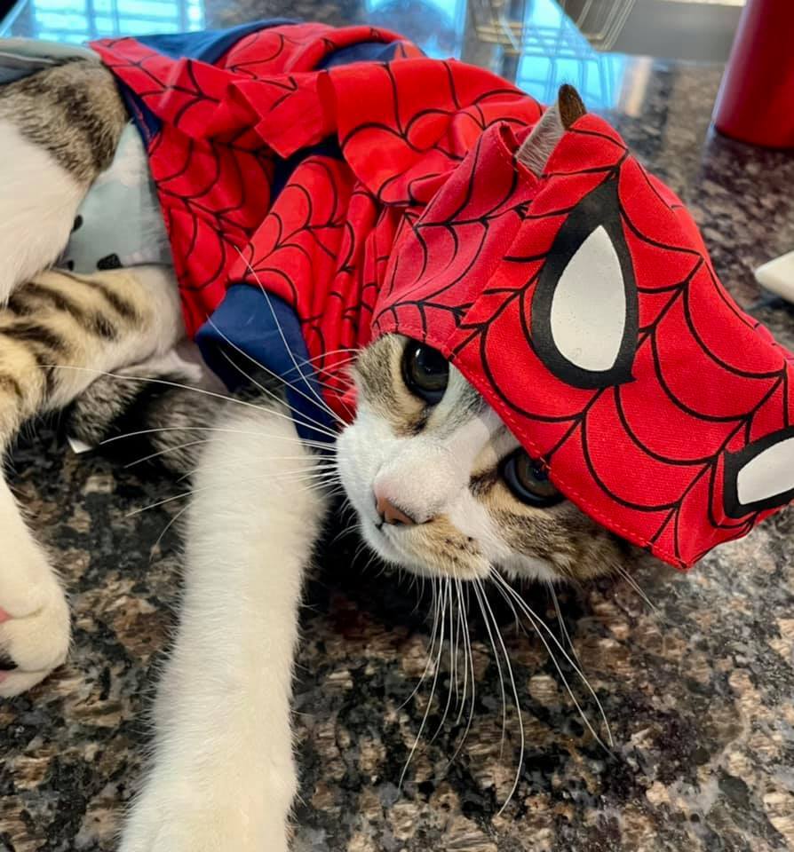 Tony, a Adoptable mixed breed in Nipomo, CA image 5/11