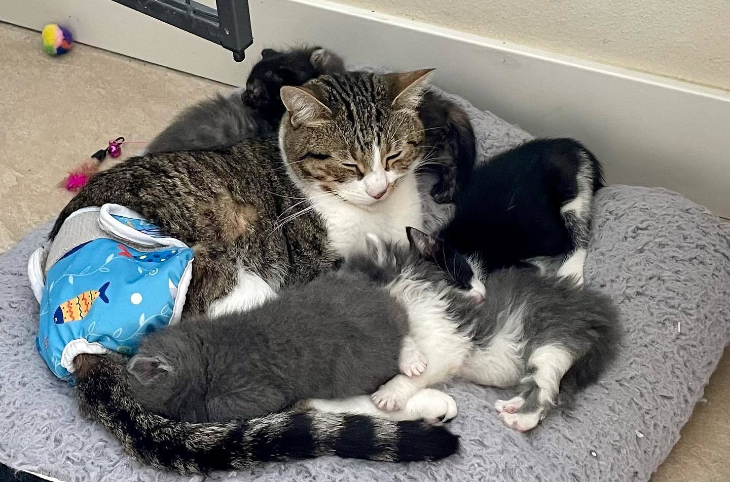 Tony, a Adoptable mixed breed in Nipomo, CA image 6/11