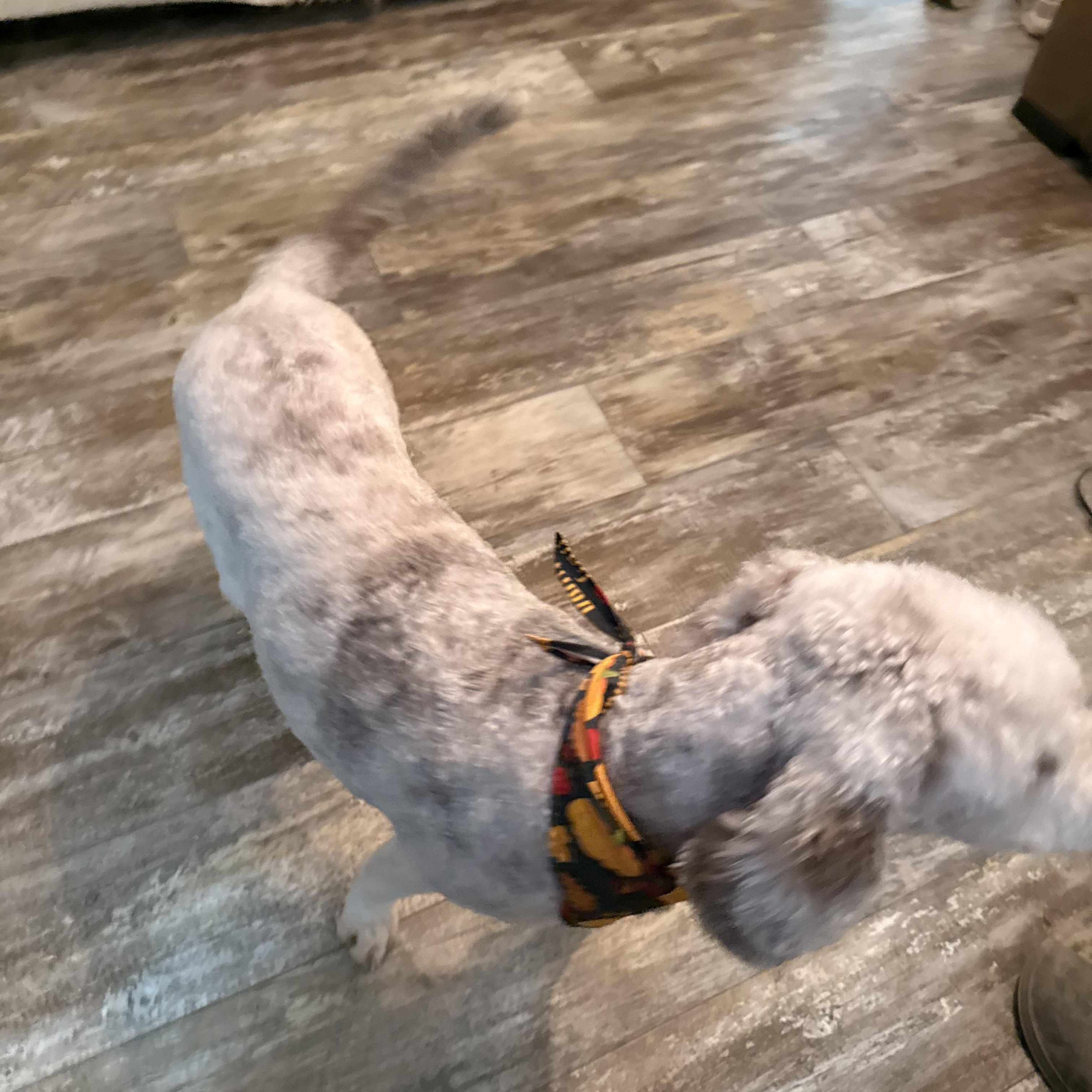 Ellie Mae, a ADOPTABLE Aussiedoodle in Baker, LA image 6/6