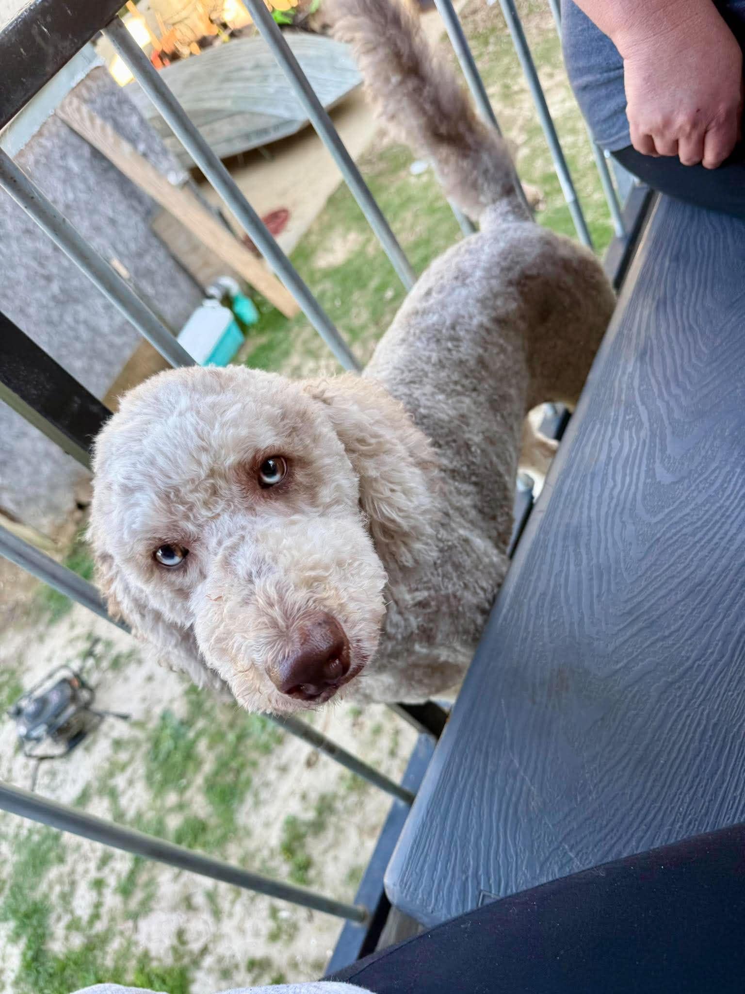 Ellie Mae, a ADOPTABLE Aussiedoodle in Baker, LA image 5/6