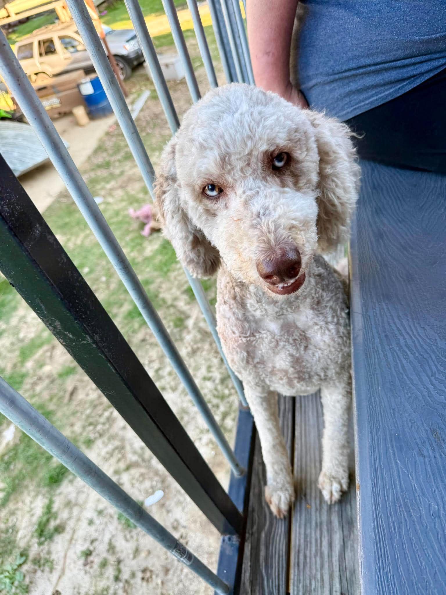 Ellie Mae, a ADOPTABLE Aussiedoodle in Baker, LA image 2/6