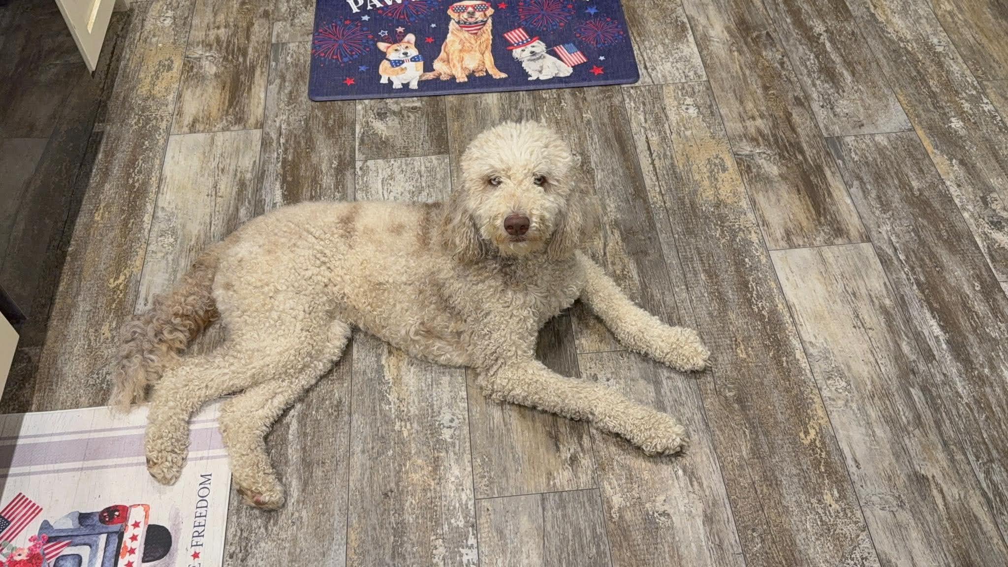Ellie Mae, ADOPTABLE, Adult Female Aussiedoodle.