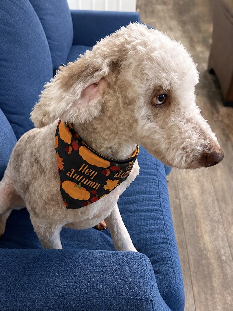 Ellie Mae, a ADOPTABLE Aussiedoodle in Baker, LA image 4/6