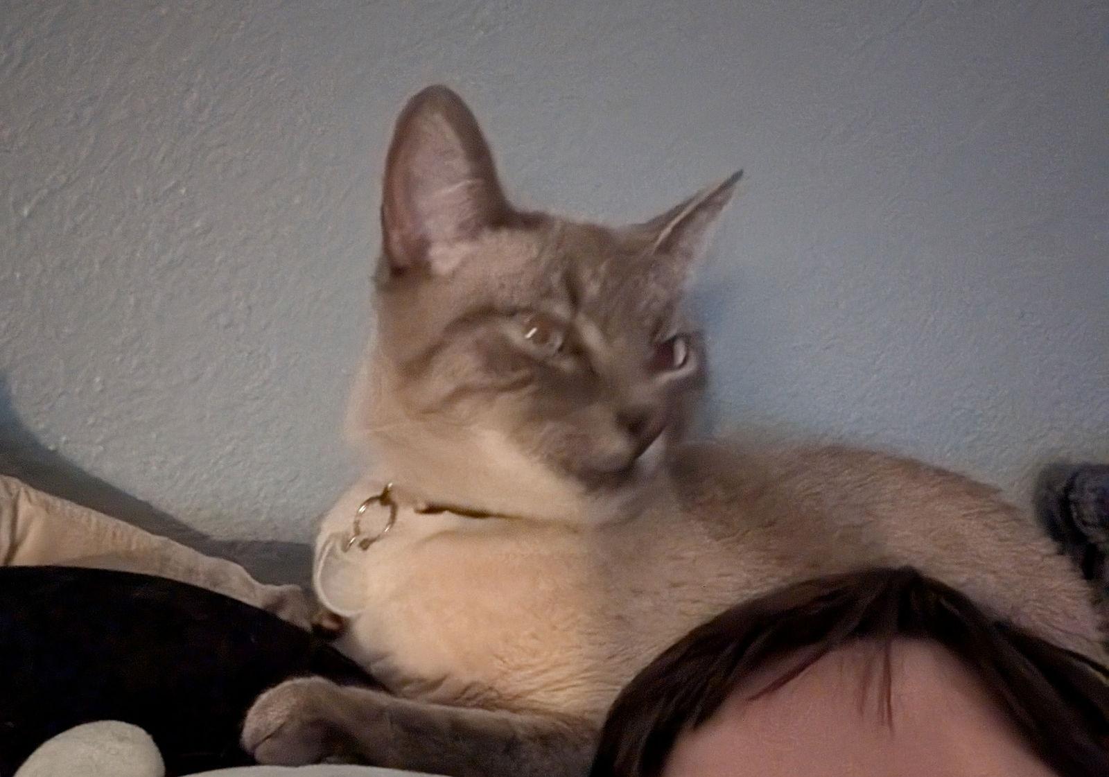 SMOKIE #1727 - Offered by Owner - Lynx Pt.Siamese, Adoptable, Adult Female Domestic Short Hair & Siamese.