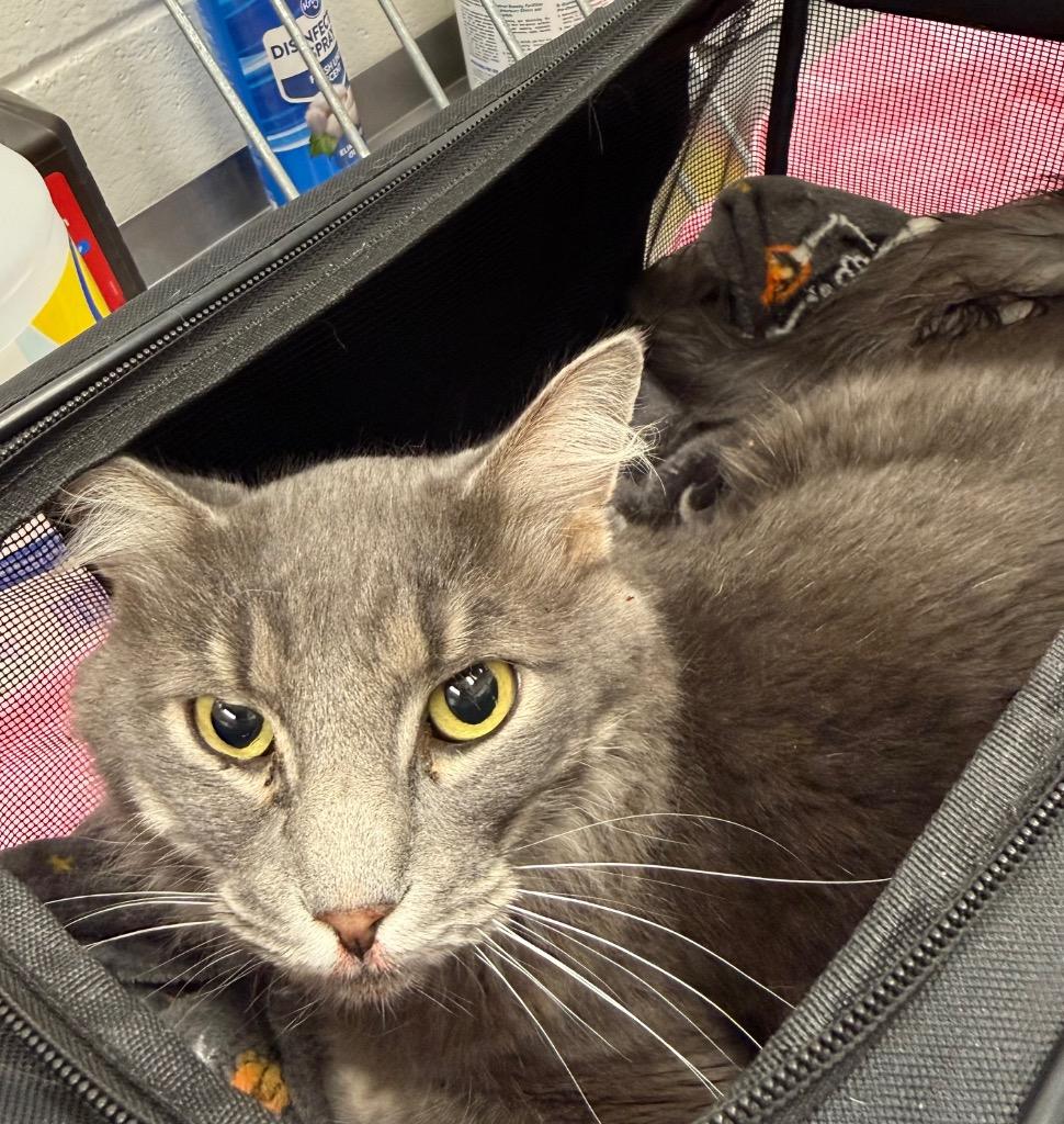 Big John, Adoptable, Adult Male Domestic Medium Hair.