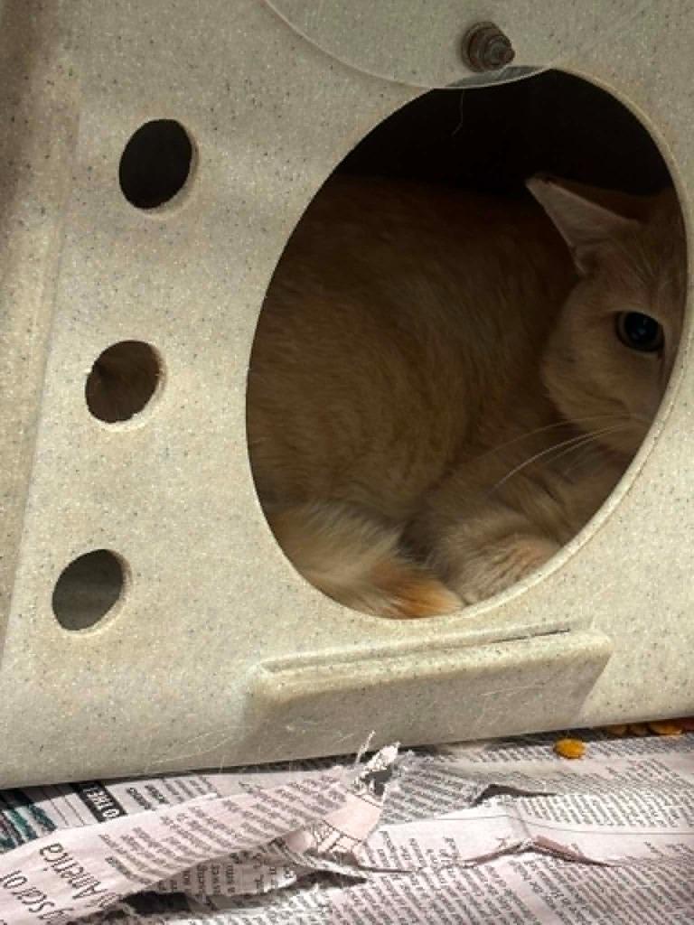Birkley, Adoptable, Young Male Domestic Short Hair.